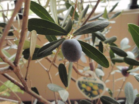 olive.JPG